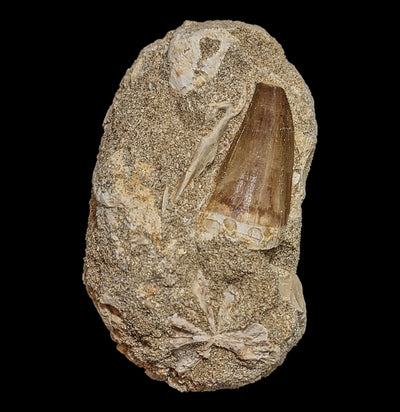 Mosasaur Tooth in Matrix-Fossils-Esseouani Soulfiane-PaxtonGate