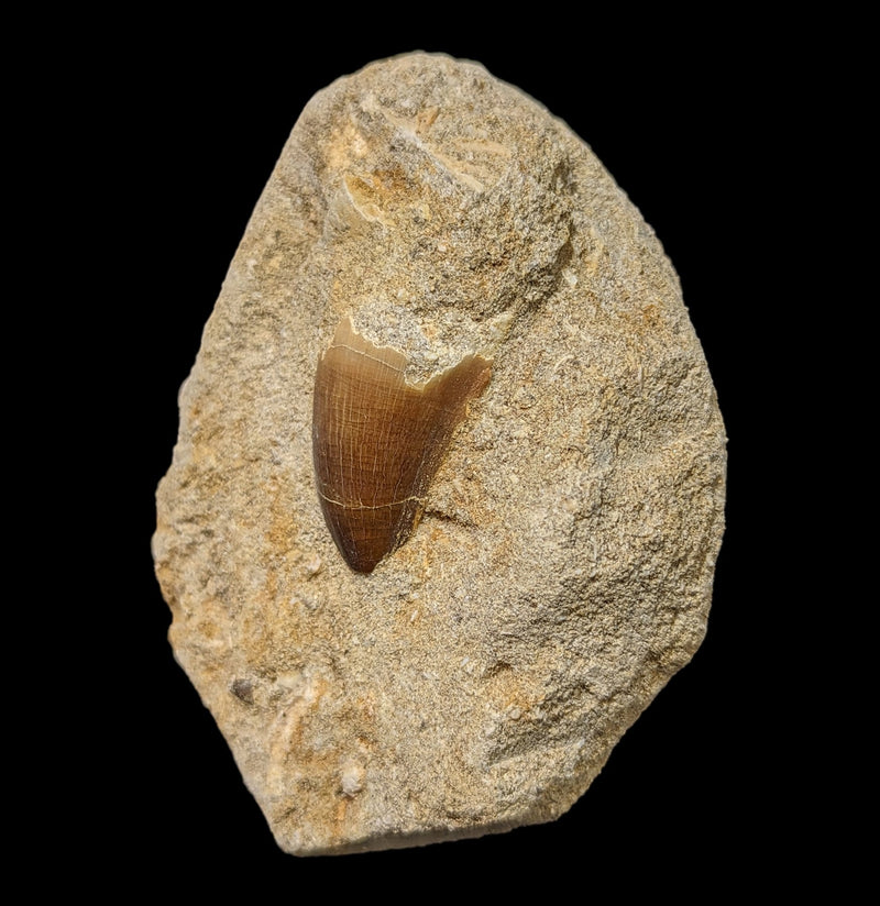 Mosasaur Tooth in Matrix-Fossils-Esseouani Soulfiane-PaxtonGate