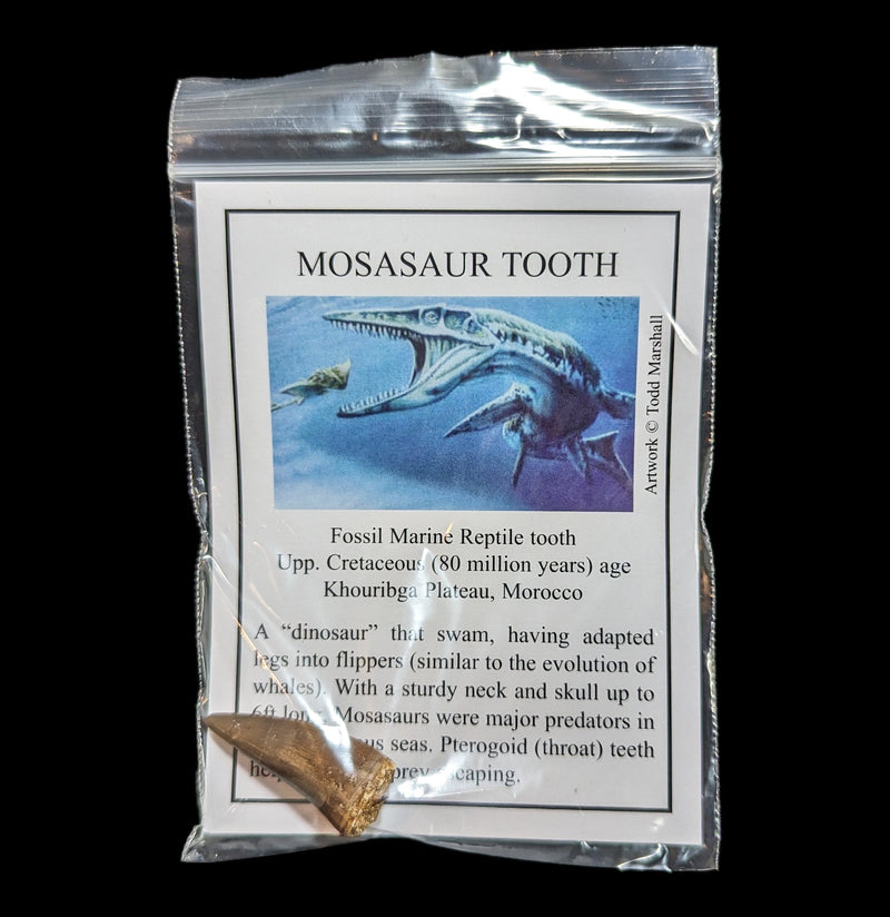 Mosasaur Tooth with Info Card-Fossils-Moussa-PaxtonGate