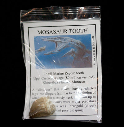 Mosasaur Tooth with Info Card - Paxton Gate