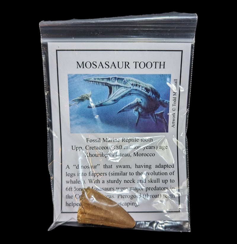 Mosasaur Tooth with Info Card-Fossils-Moussa-PaxtonGate