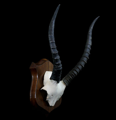 Mounted Blesbok Skull Plate - Paxton Gate