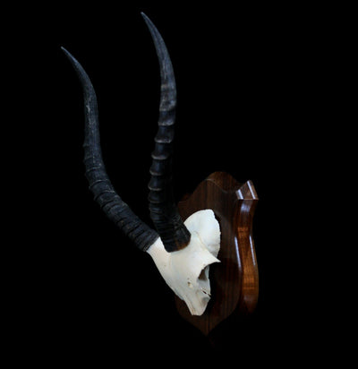 Mounted Blesbok Skull Plate - Paxton Gate