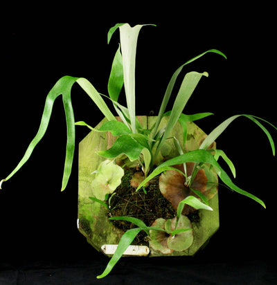 Mounted Staghorn Fern - Paxton Gate