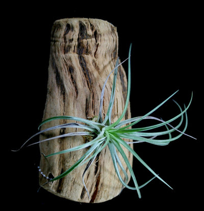 Mounted Tillandsia On Grape Wood - Paxton Gate