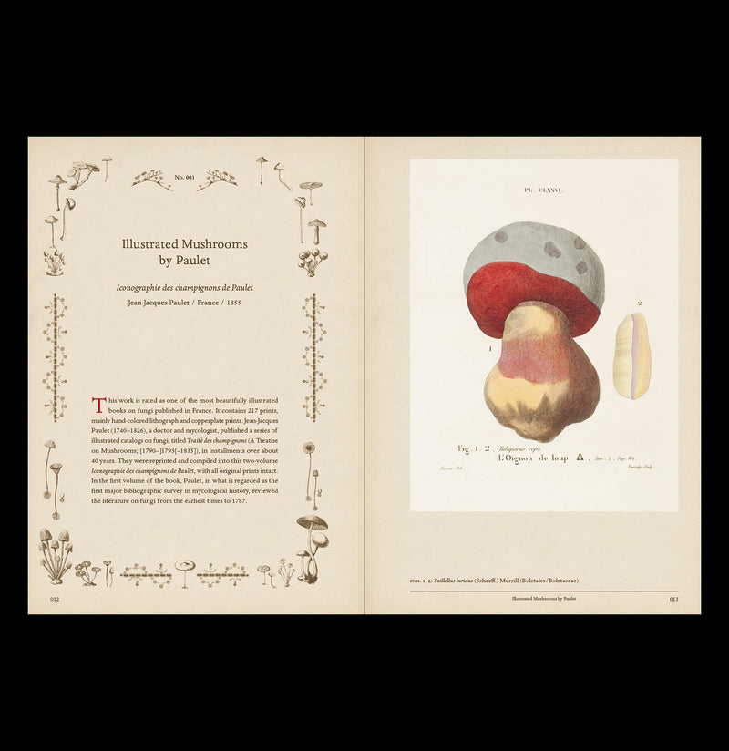 Mushroom Botanical Art - Paxton Gate