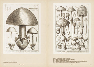 Mushroom Botanical Art - Paxton Gate