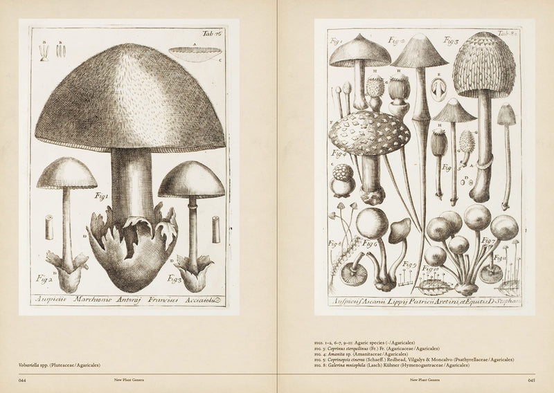 Mushroom Botanical Art - Paxton Gate