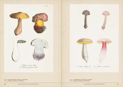 Mushroom Botanical Art - Paxton Gate