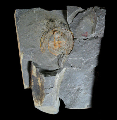 Nankinolithus Fossil Trilobite - Paxton Gate