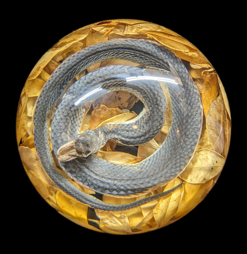 Natural Snake Paper Weight-Taxidermy-Real Insect Company-PaxtonGate