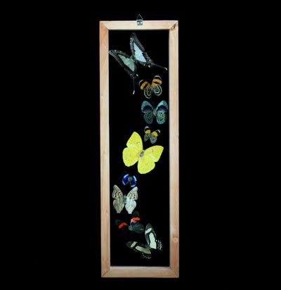 Nine Double Glass Framed Mixed Butterflies - Paxton Gate