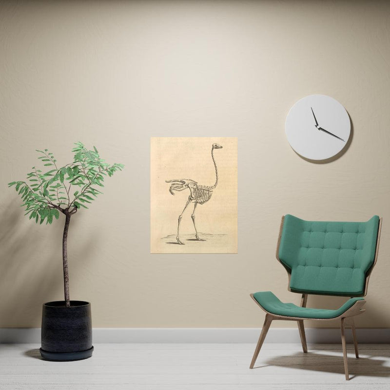 Ostrich Skeleton Matte Poster - Paxton Gate