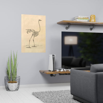 Ostrich Skeleton Matte Poster - Paxton Gate