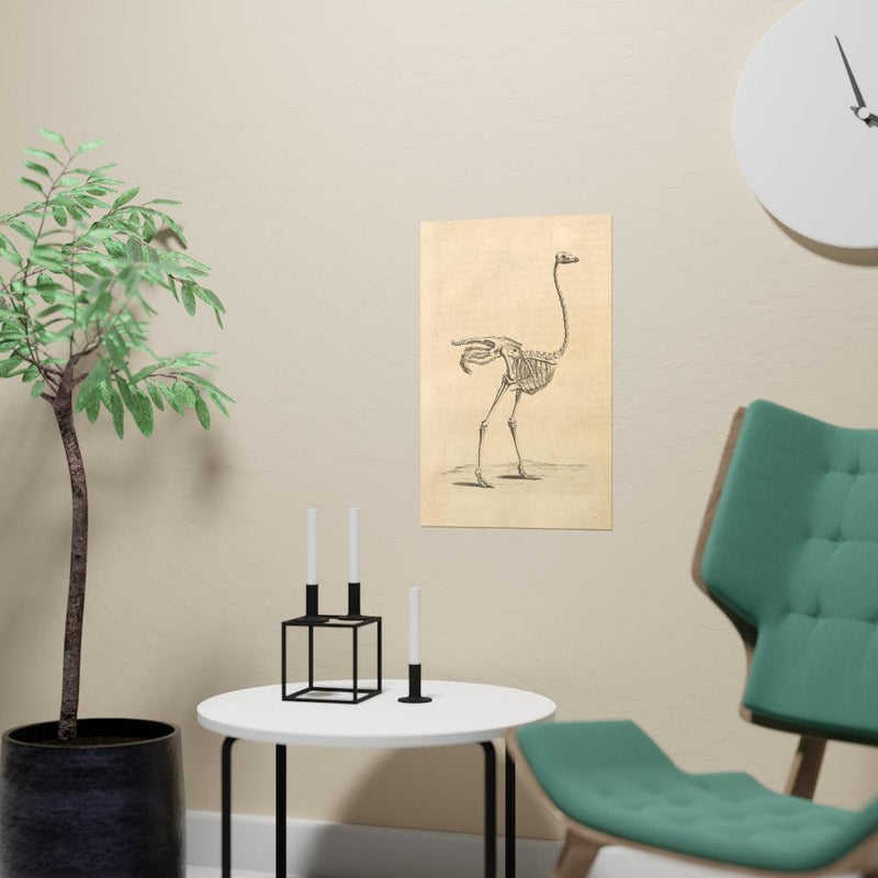 Ostrich Skeleton Matte Poster - Paxton Gate