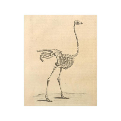 Ostrich Skeleton Matte Poster - Paxton Gate