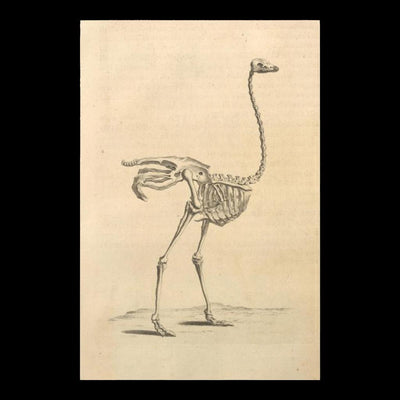 Ostrich Skeleton Matte Poster - Paxton Gate