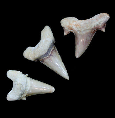 Otodus Obliquus Fossil Shark Tooth - Paxton Gate