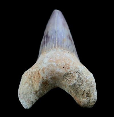 Otodus Obliquus Fossil Shark Tooth - Paxton Gate