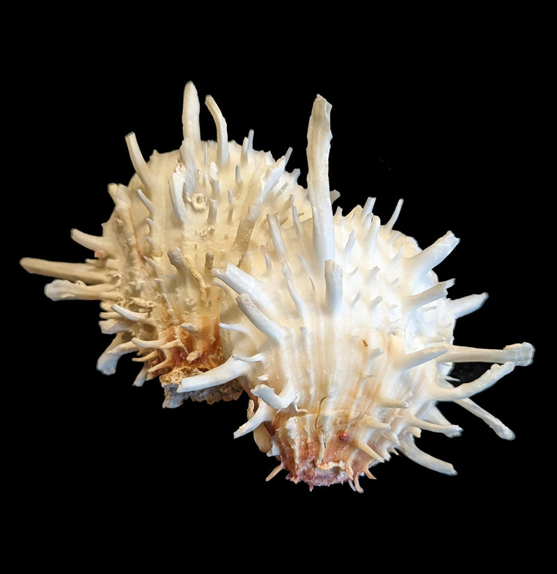 Pacific Spiny Oyster - Paxton Gate