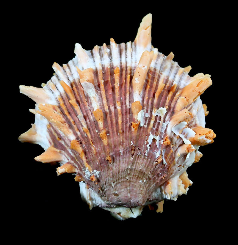 Pacific Spiny Oyster-Invertbrts-Tideline-PaxtonGate