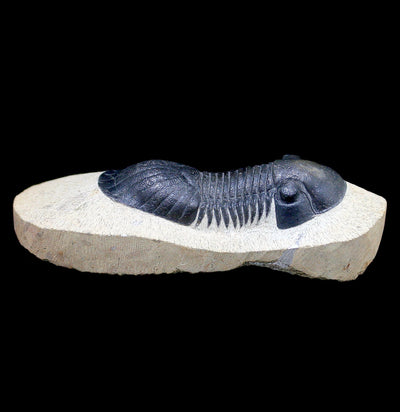 Paralejurus Spatuliformis Trilobite in Matrix - Paxton Gate