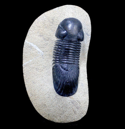 Paralejurus Spatuliformis Trilobite in Matrix - Paxton Gate