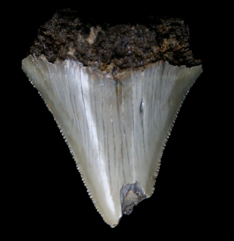 Partial Megalodon Tooth - Paxton Gate