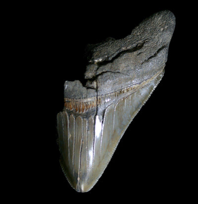 Partial Megalodon Tooth - Paxton Gate