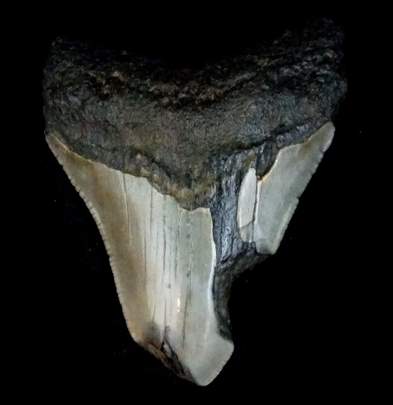 Partial Megalodon Tooth - Paxton Gate