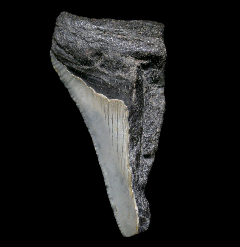 Partial Megalodon Tooth - Paxton Gate