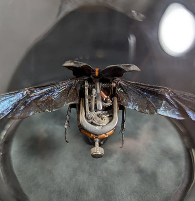 Clockwork Cetonidae: Clerota Rigifica-Insects-Insect Lab-PaxtonGate