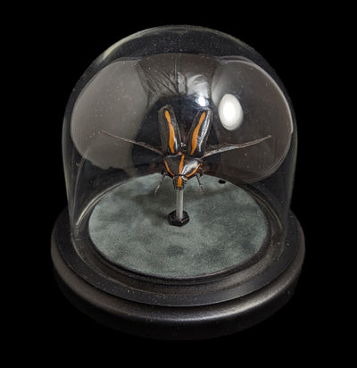 Clockwork Cetonidae: Clerota Rigifica-Insects-Insect Lab-PaxtonGate