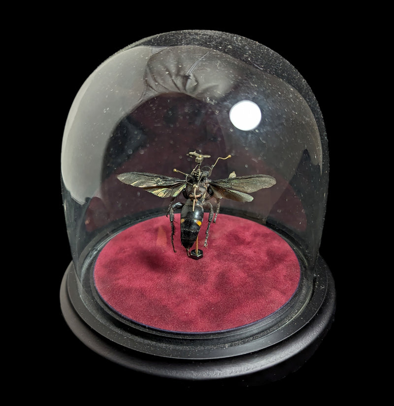 Clockwork Hymenoptera: Procer-Insects-Insect Lab-PaxtonGate