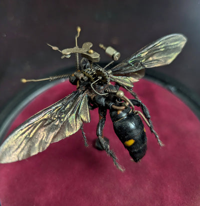 Clockwork Hymenoptera: Procer-Insects-Insect Lab-PaxtonGate