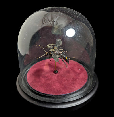 Clockwork Hymenoptera: Procer-Insects-Insect Lab-PaxtonGate