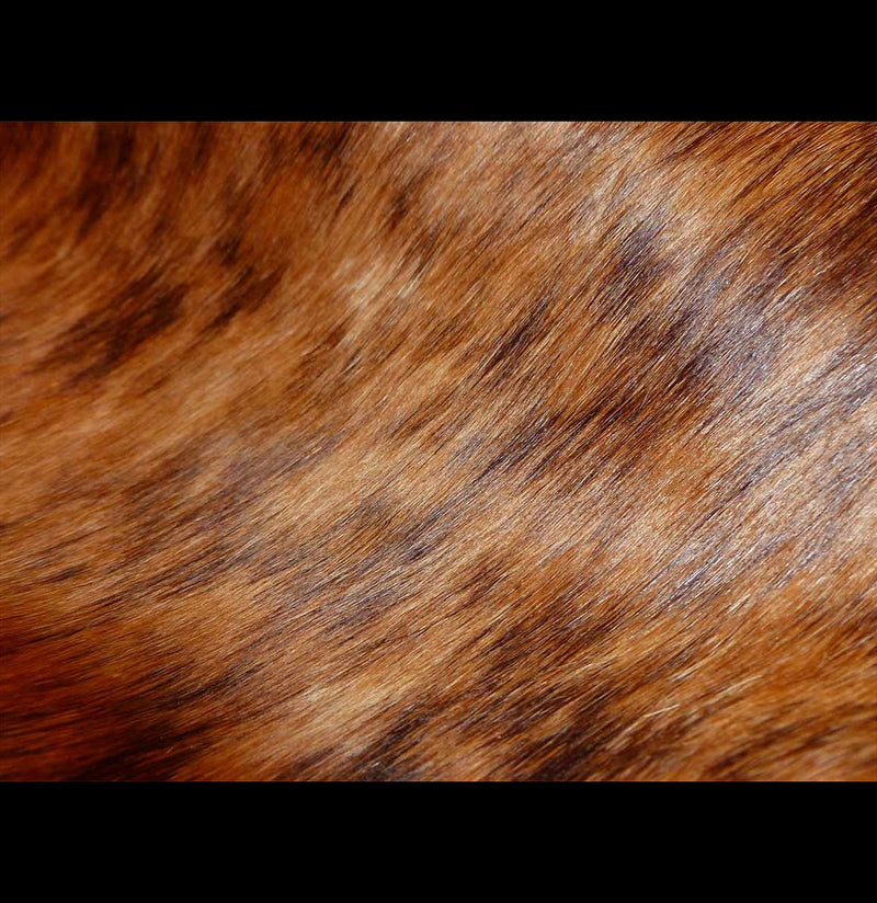 Tri Color Chestnut Brindle Brazilian Cowhide-Taxidermy-Chesterfield-PaxtonGate