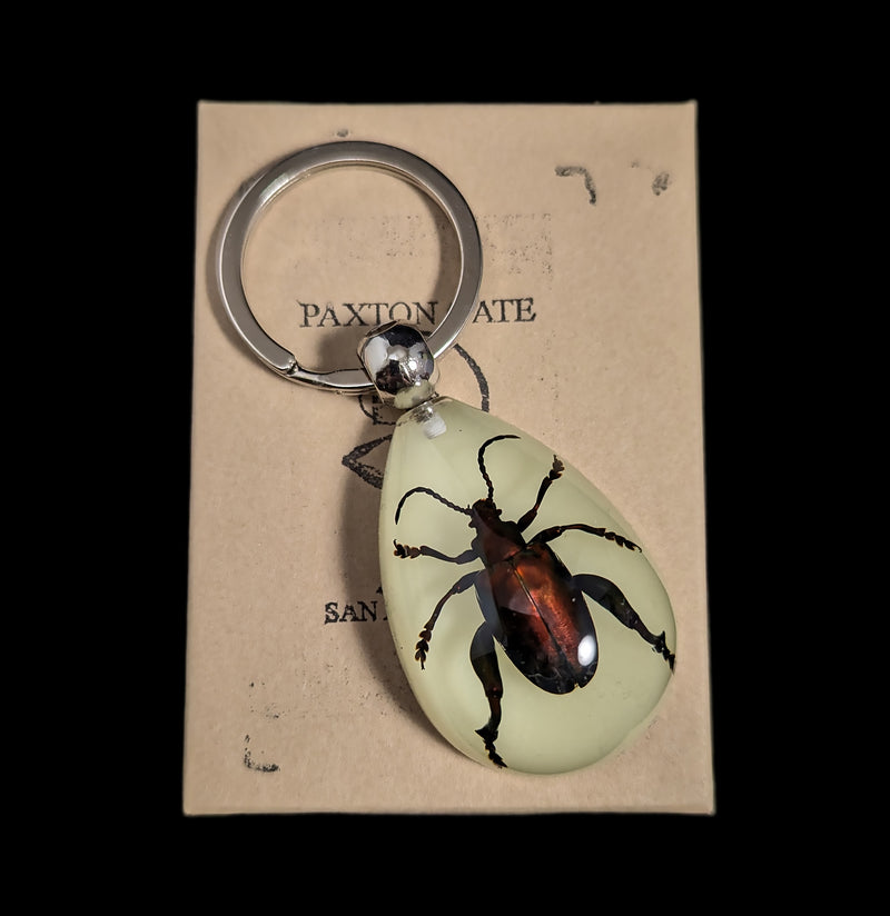 Jewel Frog Beetle Keychain-Insects-Real Insect Company-PaxtonGate