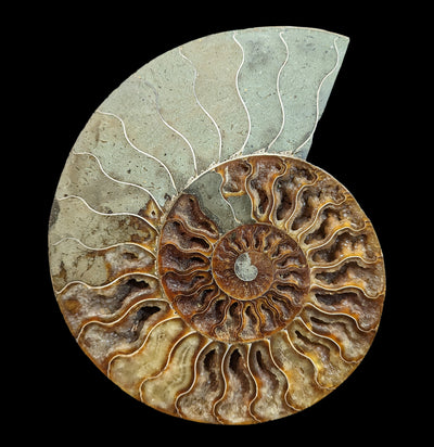 Cut & Polished Ammonite Pair Specimen B-Fossils-Madagascar Treasures-PaxtonGate