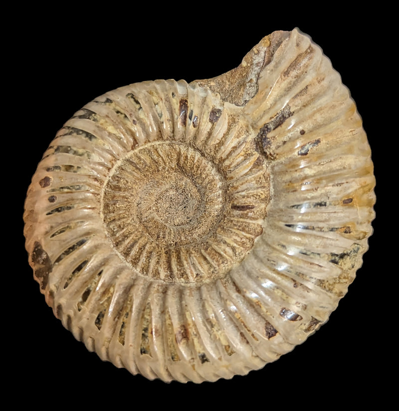 Ammonite Perisphinctes-Fossils-Madagascar Treasures-PaxtonGate