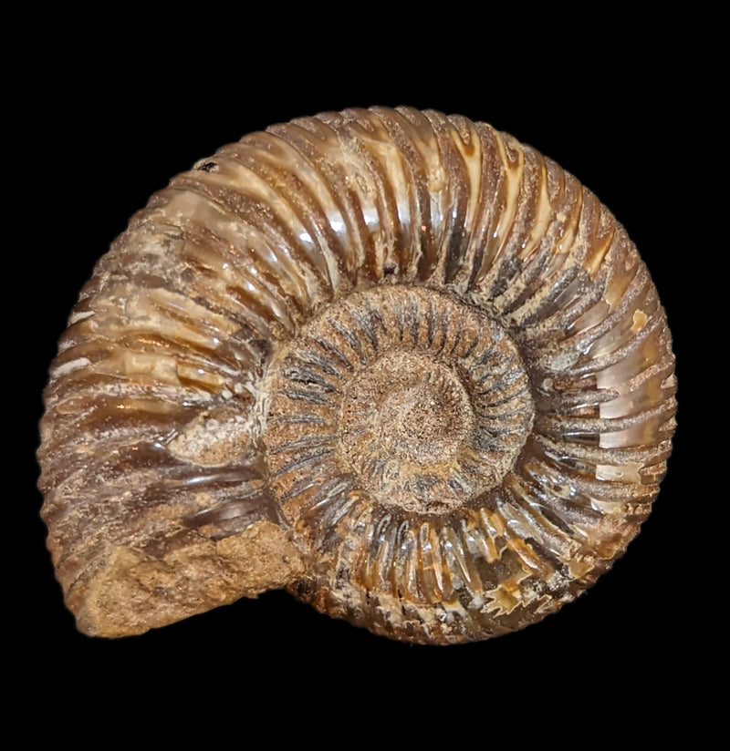 Ammonite Perisphinctes-Fossils-Madagascar Treasures-PaxtonGate