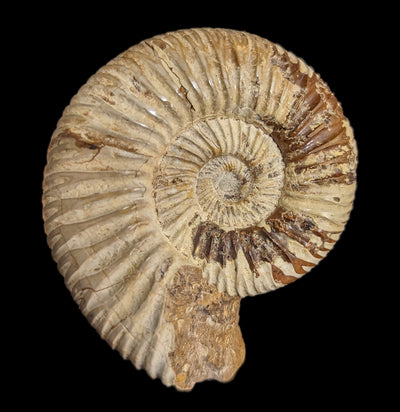 Ammonite Perisphinctes-Fossils-Madagascar Treasures-PaxtonGate