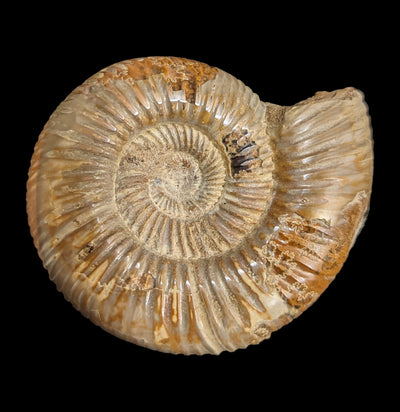 Ammonite Perisphinctes-Fossils-Madagascar Treasures-PaxtonGate