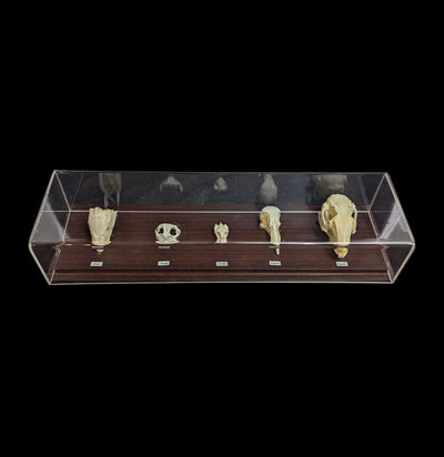 Skull Comparison Display-Skeletons-C & A Scientific Co., Inc-PaxtonGate