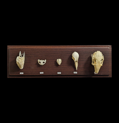 Skull Comparison Display-Skeletons-C & A Scientific Co., Inc-PaxtonGate