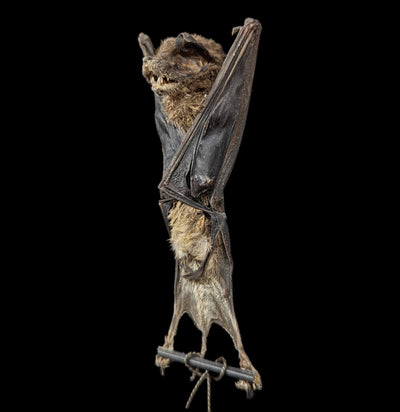 Hanging Otomops Formosus Taxidermy Bat-Taxidermy-Bicbugs, LLC-PaxtonGate