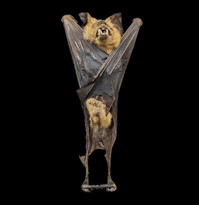 Hanging Hipposideros Diadema Taxidermy Bat-Taxidermy-Bicbugs, LLC-PaxtonGate