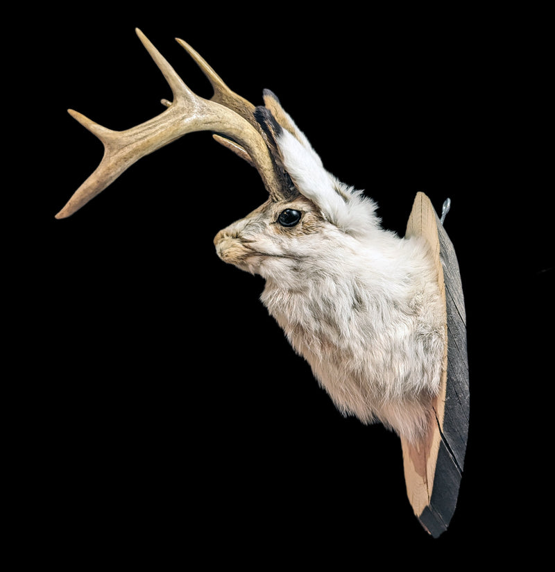 Jackalope Taxidermy Head Mount-Taxidermy-Big Horn Taxidermy-PaxtonGate