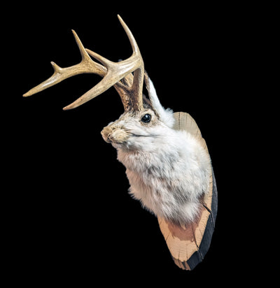 Jackalope Taxidermy Head Mount-Taxidermy-Big Horn Taxidermy-PaxtonGate