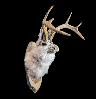 Jackalope Taxidermy Head Mount-Taxidermy-Big Horn Taxidermy-PaxtonGate